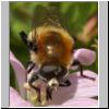 Merodon equestris - Narzissenschwebfliege 37.jpg